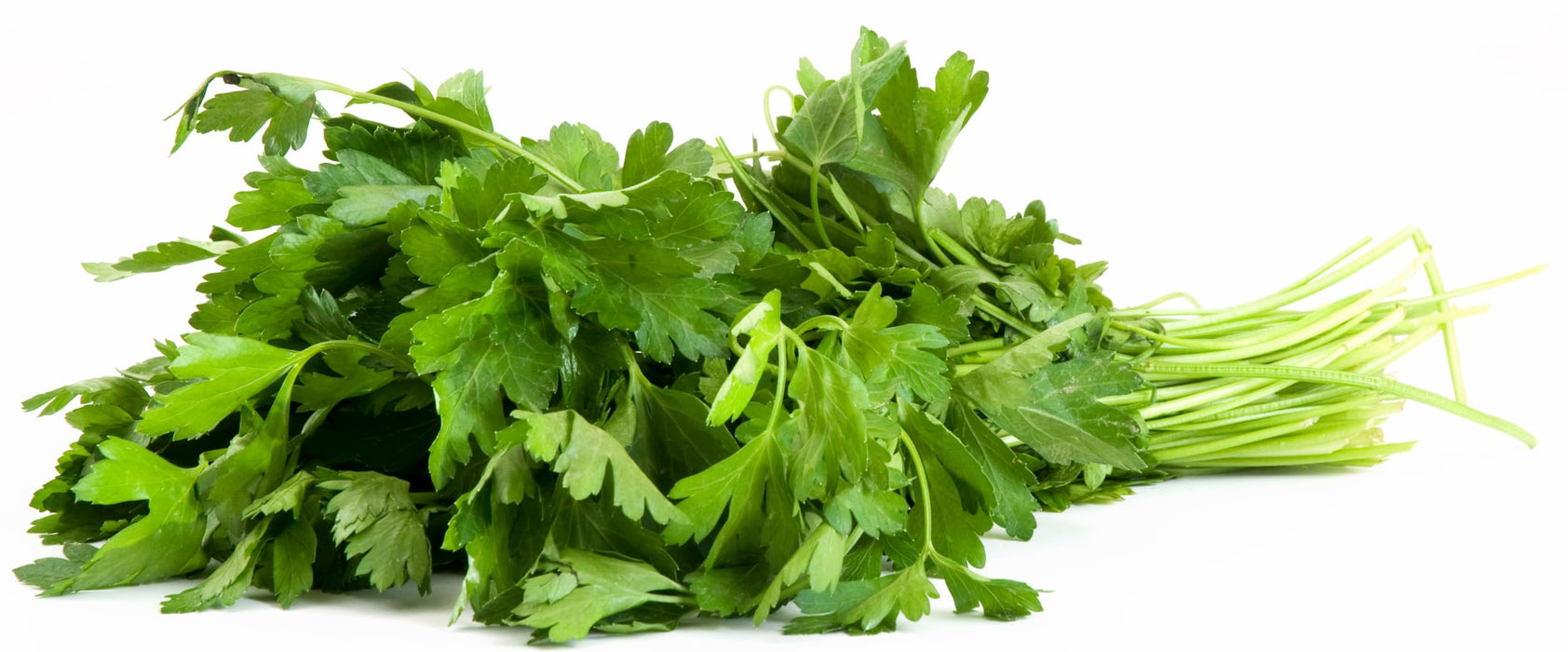 Rani Fresh Cilantro (Coriander) Leaves 2.5oz - 3.5oz, Pack of 1 ~ All Natural | Vegan | Gluten Friendly | NON-GMO | Product of USA