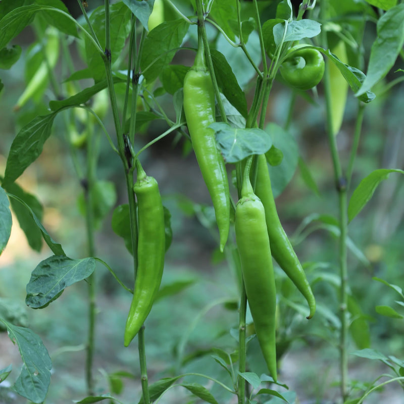Rani Fresh Thai Chili 80oz (5lbs) 2.27kg Bulk ~ All Natural | Gluten Friendly | Vegan | NON-GMO | Product of USA