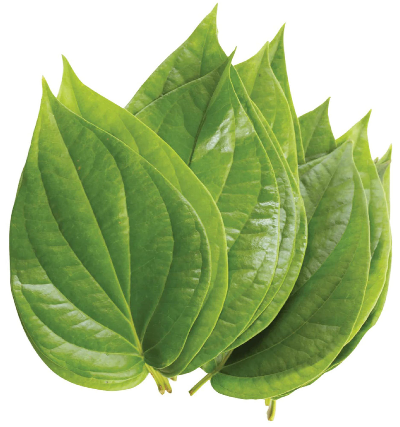 Paan
