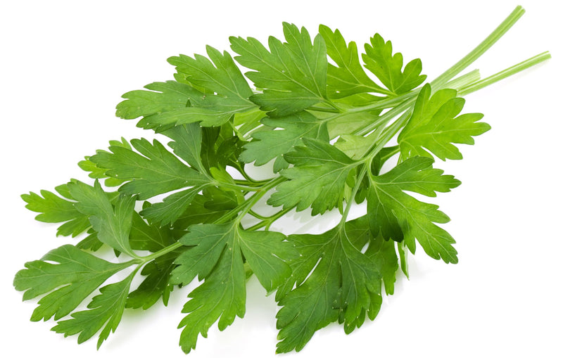Rani Fresh Cilantro (Coriander) Leaves 2.5oz - 3.5oz, Pack of 1 ~ All Natural | Vegan | Gluten Friendly | NON-GMO | Product of USA
