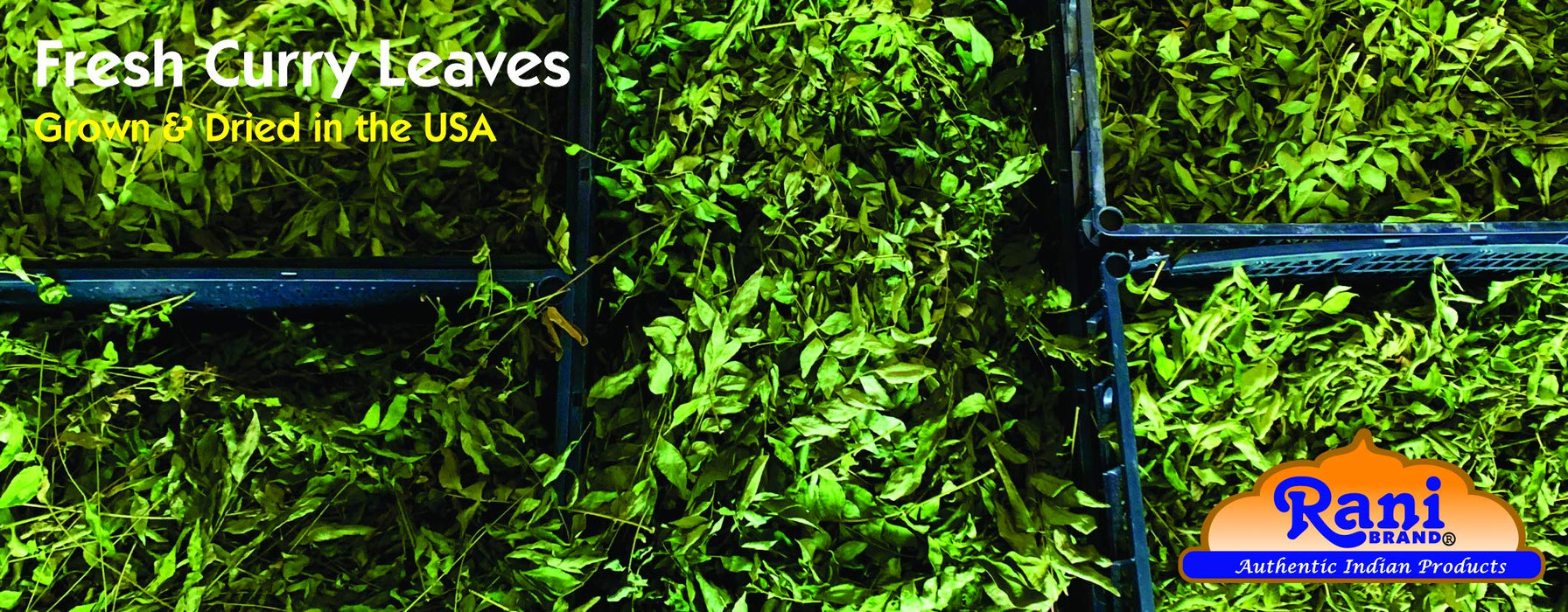 Rani Fresh Curry Leaves 1oz (28g) ~ All Natural | Vegan | Gluten Friendly | NON-GMO