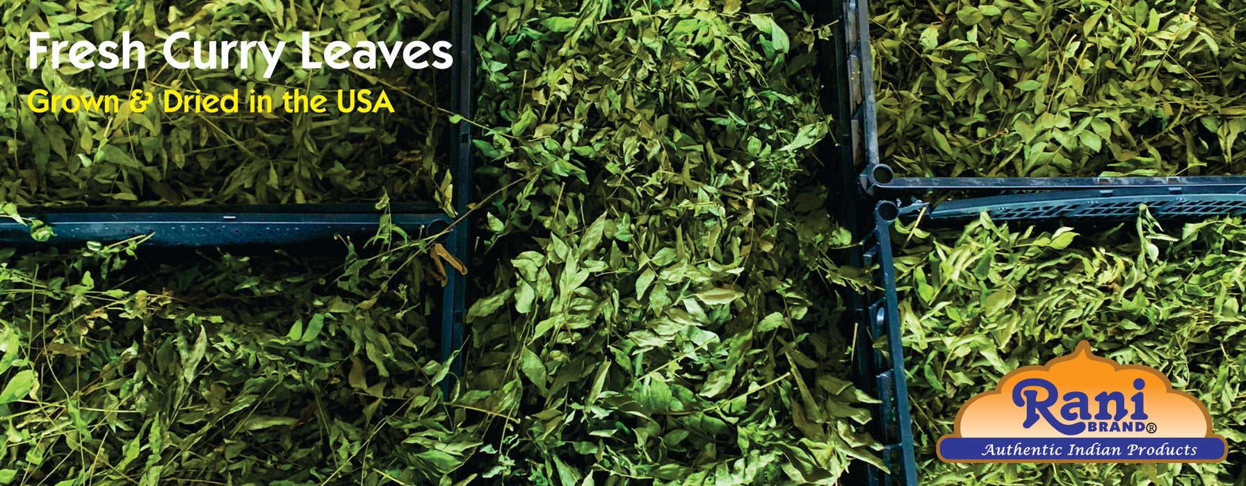 Rani Fresh Curry Leaves 1 Ounce (Pack of 3)